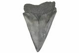 Fossil Broad-Toothed Mako Tooth - South Carolina #214603-1